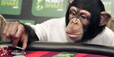 monkey gambling|Gambling Monkeys' Risk.
